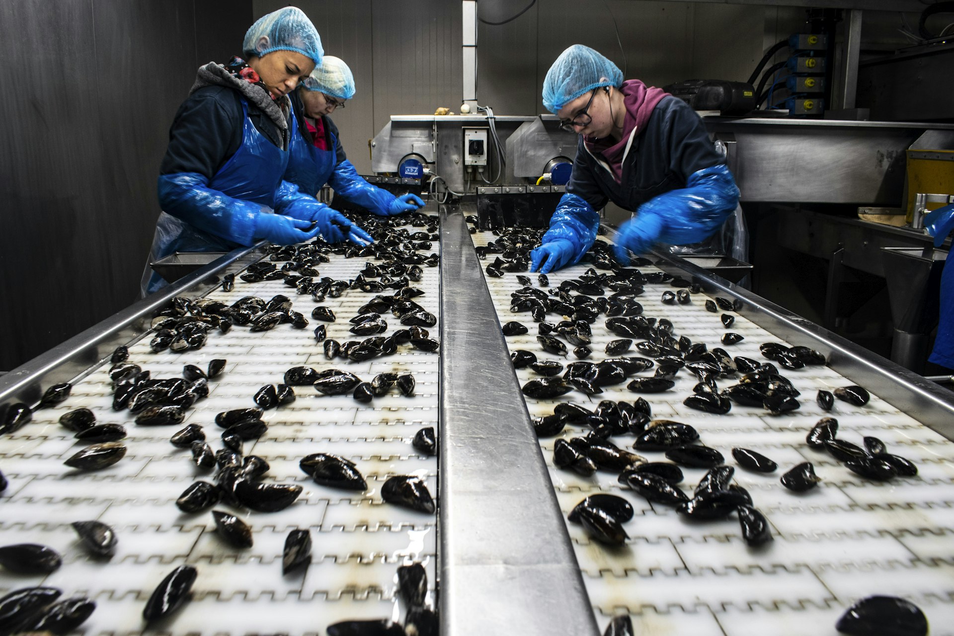 Workers processing fresh seafood on a modern stainless-steel processing line